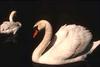 Mute Swan (Cygnus olor)