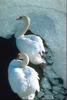 Mute Swan (Cygnus olor)  pair