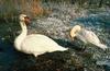 Mute Swan (Cygnus olor)  pair