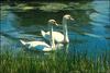 Mute Swan (Cygnus olor)  pair