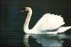 Mute Swan (Cygnus olor)