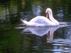 Mute Swan (Cygnus olor)