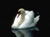 Mute Swan (Cygnus olor)