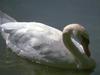 Mute Swan (Cygnus olor)