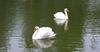 Mute Swan (Cygnus olor)  pair