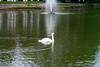 Mute Swan (Cygnus olor)