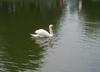 Mute Swan (Cygnus olor)