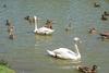 Mute Swan (Cygnus olor)  pair