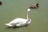 Mute Swan (Cygnus olor)