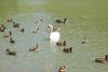 Mute Swan (Cygnus olor)