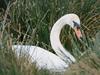 Mute Swan (Cygnus olor)