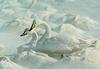 Whooper Swan (Cygnus cygnus)  - pair in snow