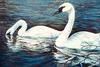 [Animal Art] Trumpeter Swan (Cygnus buccinator)