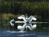 Trumpeter Swan (Cygnus buccinator)  pair