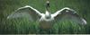 Trumpeter Swan (Cygnus buccinator)  open wings