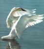 Trumpeter Swan (Cygnus buccinator)  open wings