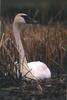 Trumpeter Swan (Cygnus buccinator)