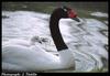 Black-necked Swan (Cygnus melanocoryphus)  cygnet on mom's back