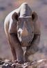 Black Rhinoceros (Diceros bicornis)  charging