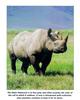 Black Rhinoceros (Diceros bicornis)