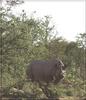 Black Rhinoceros (Diceros bicornis)