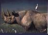 Black Rhinoceros (Diceros bicornis)  and cattle egrets