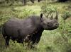 Black Rhinoceros (Diceros bicornis)