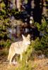 Coyote (Canis latrans)