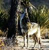 Coyote (Canis latrans)  howling