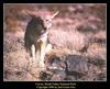 Coyote (Canis latrans)  - Death Valley National Park