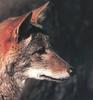 Coyote (Canis latrans)  face