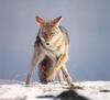 Coyote (Canis latrans)  on snow