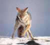 Coyote (Canis latrans)  on snow