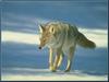 Coyote (Canis latrans)  walking on snow