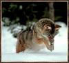 Coyote (Canis latrans)  jumps in snow