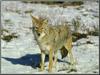 Coyote (Canis latrans)  on snow