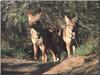 Coyote (Canis latrans)  - coyotes pair