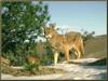 Coyote (Canis latrans)  on snow