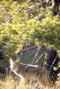 Coyote (Canis latrans)  under tree