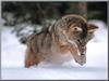 Coyote (Canis latrans)