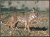 Coyote (Canis latrans)