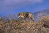 Coyote (Canis latrans)