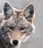 Coyote (Canis latrans)  face