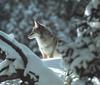 Coyote (Canis latrans)