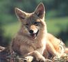 Coyote (Canis latrans)