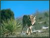 Coyote (Canis latrans)