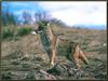 Coyote (Canis latrans)