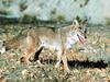 Coyote (Canis latrans)