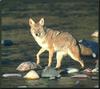 Coyote (Canis latrans)  crossing stream