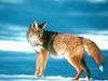 Coyote (Canis latrans)